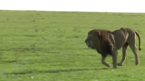 LION RUNS TOWARD Video stock 90962380