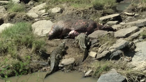 A  lion rushes on two crocodiles that try to grab a bite from the carcass Stock Footage 138923571