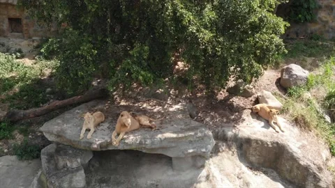 Lion safari drone Stock Footage 170473904