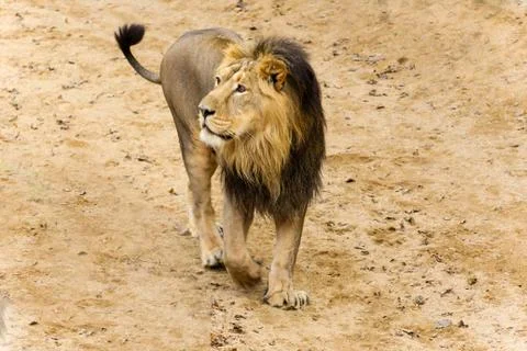 Lion in sand Stock Photos