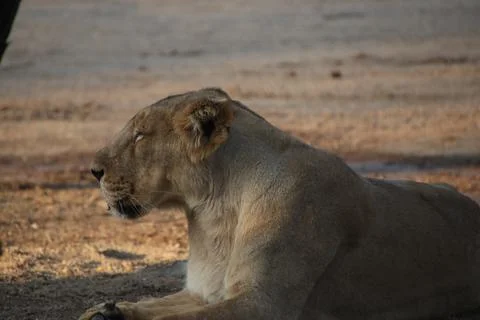 The lion sat Stock-Fotos