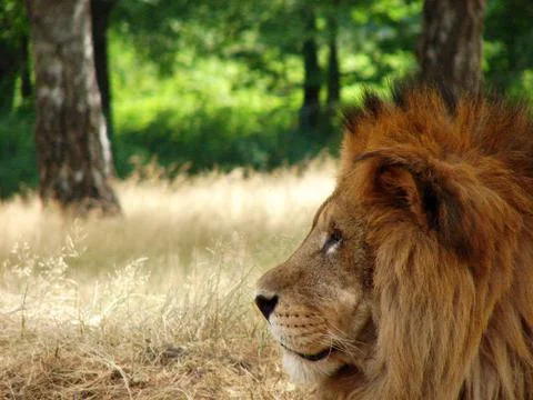 Lion in the savannah  Stock Photos