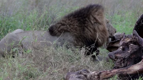 Lion scavenger Stock Footage 301907182