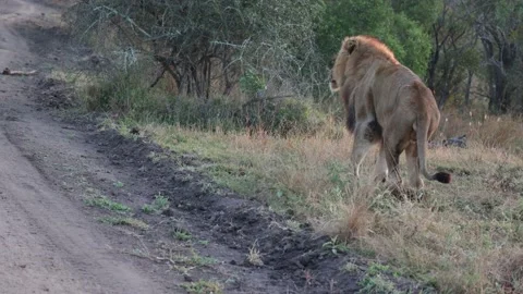Lion scent marking and contact calling for his pride Stock Footage 202244818