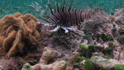 Lion school  1 Video stock 236053217