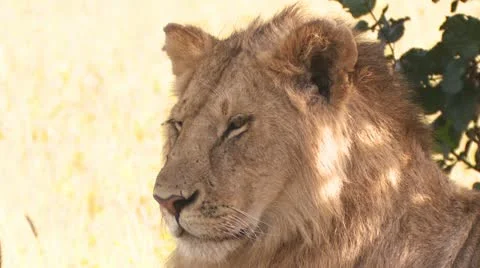 Lion in the shade Stock-Footage 22263767