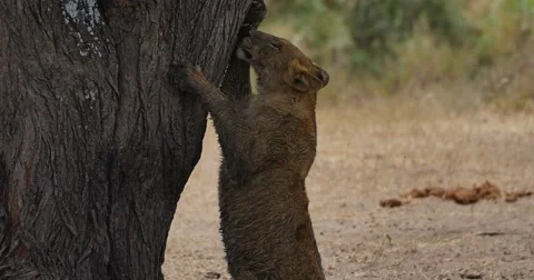 Lion sharpens claws on tree Stock Footage 60595673