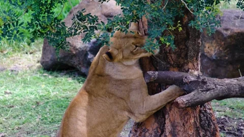 Lion sharping claws at national park Video stock 169947066
