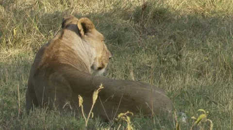 Lion shot from back Stock Footage 12644814