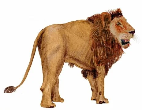 Lion side view Stock Illustration