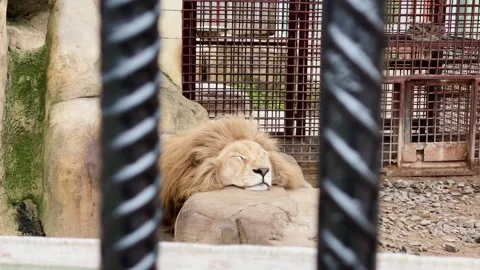 A lion sits in a cage at the zoo 库存影片 329092199