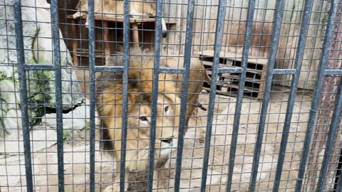 A lion sits in a cage at the zoo Stock Footage 329092251