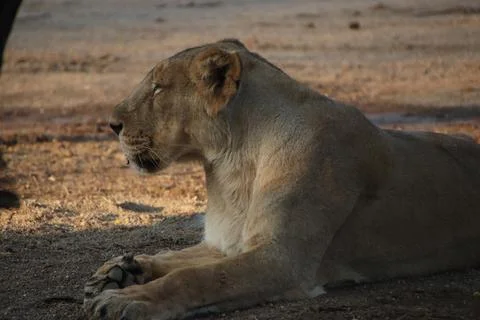 The lion sits Stock Photos