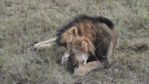 Lion sitting With a black mane Stock-Footage 160541844