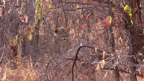 Lion Sitting in Bush Stock Footage 71196313