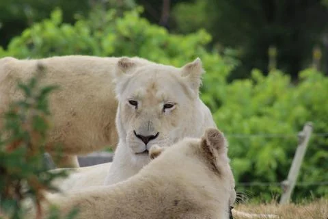 Lion Sitting Down In The Zoo Stock Photos