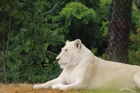 Lion Sitting Down In The Zoo Photos