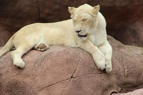Lion Sitting Down In The Zoo Stock Photos