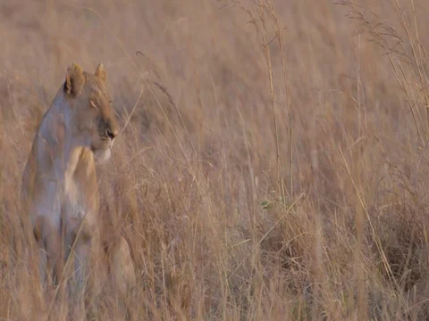 Lion sitting 스톡 동영상 82906545