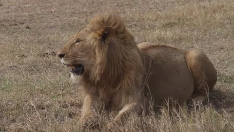 Lion Sitting in the Savannah Vídeo Stock 160541786
