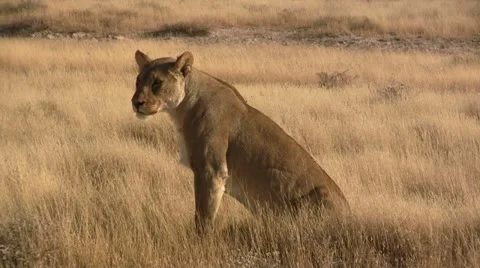 Lion sitting in the sun Stock Footage 11974739
