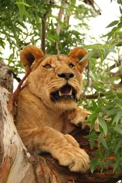 Lion sitting in tree Stock Photos