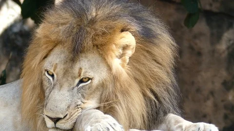 The lion is sitting under the shade. Stock-Footage 95683788