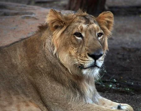 The lion is sitting but watching Stock Photos