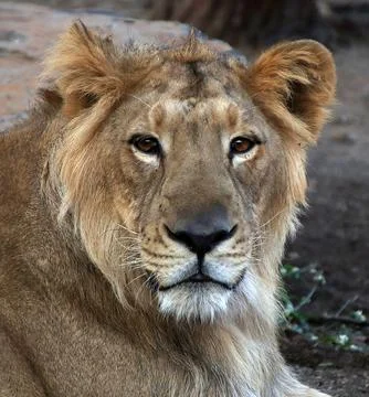 The lion is sitting but watching Stock Photos