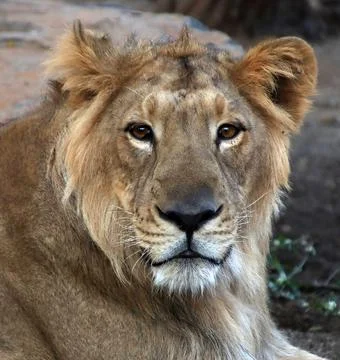 The lion is sitting but watching Foto stock