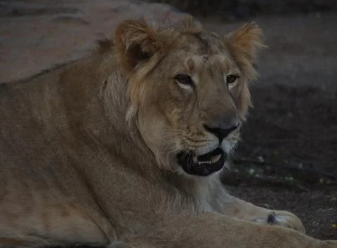 The lion is sitting but watching Foto stock