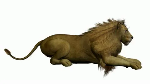 Lion sitting on a white background 動画素材 10805529