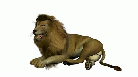 Lion sitting on a white background Stock Footage 10805548