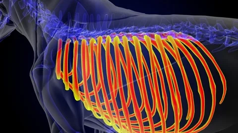 Lion skeleton rib cage anatomy for Stock Video Pond5