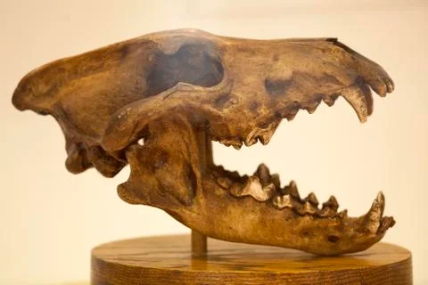 Lion Skull Stock Photos