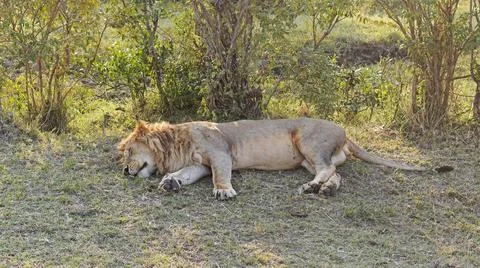 Lion sleep shade Stock Photos