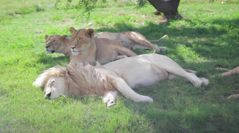 Lion Sleeping Stock Footage 39886342