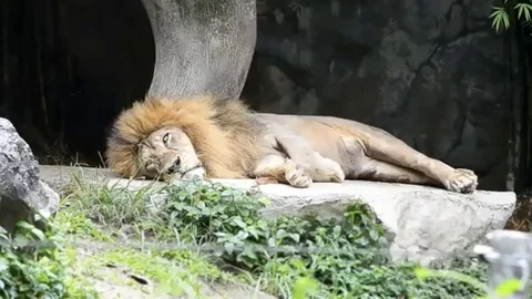 Lion sleeping Stock Footage 97833854