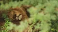 Lion Sleeping in Forest GFHD HD Footage