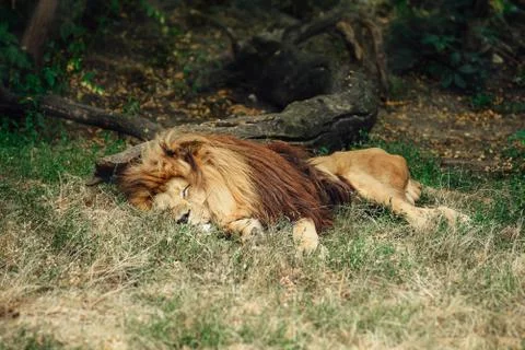 Lion sleeping in the grass in the shadow. Stock Photos