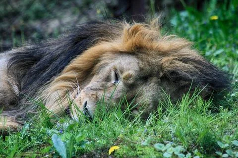 Lion is sleeping in the green grass Stock Photos