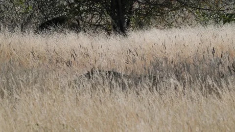 LION SLEEPING HIDDEN BY VEGETATION, REST, GRASS, TAIL, Stock Footage 327014871