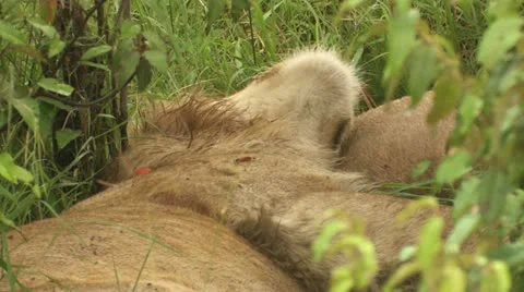 Lion sleeping on his back Video stock 22262161