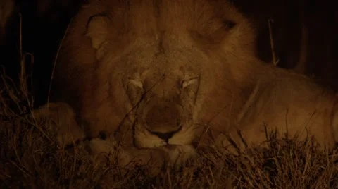 Lion Sleeping at Night Stock Footage 55656242