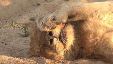 lion hd videos 1080p lion hd videos 1080p
