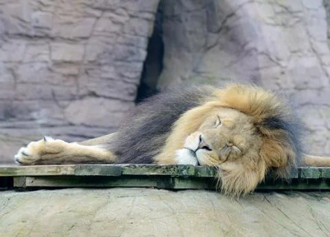 Lion sleeping Stock Photos