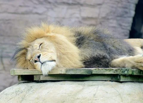 Lion sleeping Stock Photos