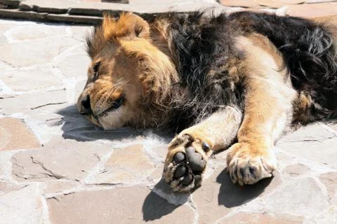 Lion is sleeping Foto stock