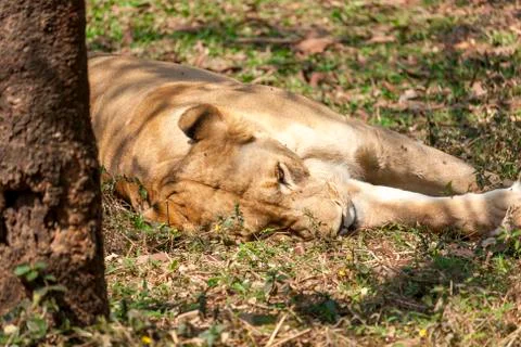 A Lion is Sleeping 스톡 사진