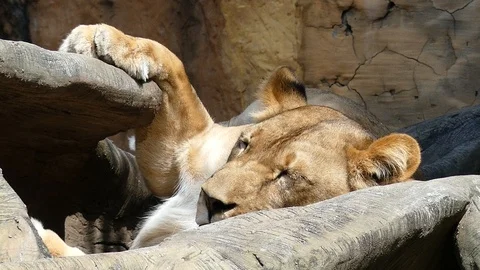 Lion sleeping on the rock 스톡 동영상 89971411